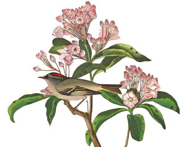 Audubon - Cuviers Kinglet, plate 55